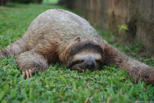 Sleeping sloth Blank Meme Template