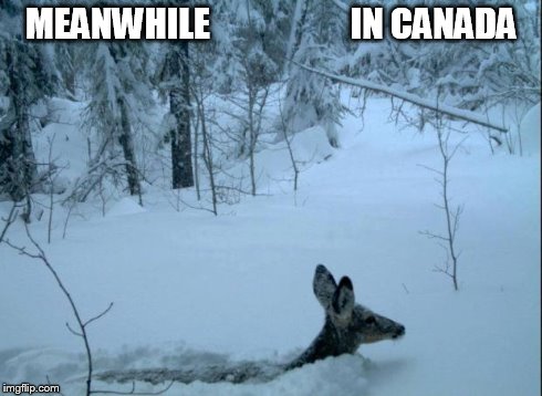 MEANWHILE                    IN CANADA | image tagged in funny | made w/ Imgflip meme maker