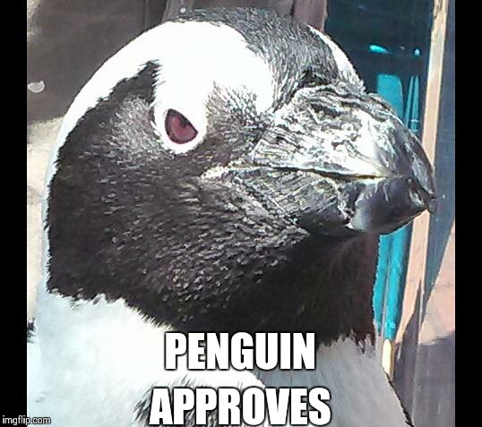 aimless blank | PENGUIN APPROVES | image tagged in aimless blank | made w/ Imgflip meme maker