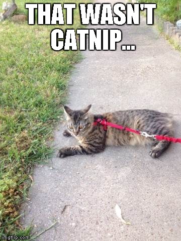 messed up kitty | THAT WASN'T CATNIP... | image tagged in cats,too damn high,animals | made w/ Imgflip meme maker