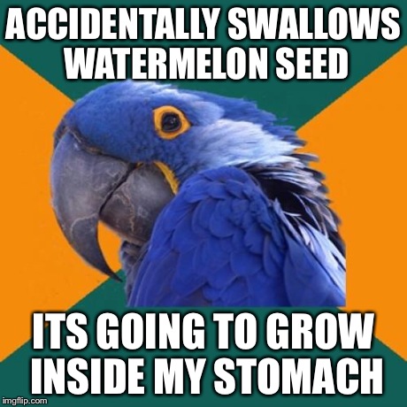 So this is how i die | ACCIDENTALLY SWALLOWS WATERMELON SEED ITS GOING TO GROW INSIDE MY STOMACH | image tagged in memes,paranoid parrot | made w/ Imgflip meme maker