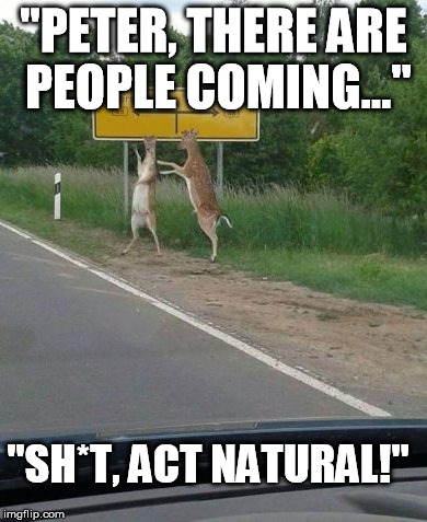 Deer | "PETER, THERE ARE PEOPLE COMING..." "SH*T, ACT NATURAL!" | image tagged in meme,funny,nature,dancing | made w/ Imgflip meme maker