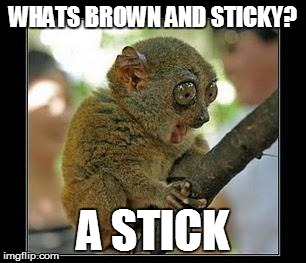 monkey with stick | WHATS BROWN AND STICKY? A STICK | image tagged in monkey with stick,lemur | made w/ Imgflip meme maker