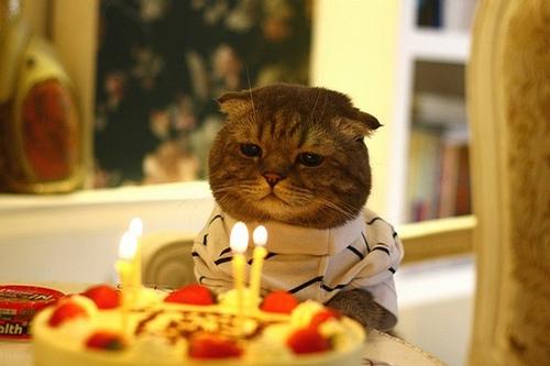 Happy birthday sad cat Blank Meme Template