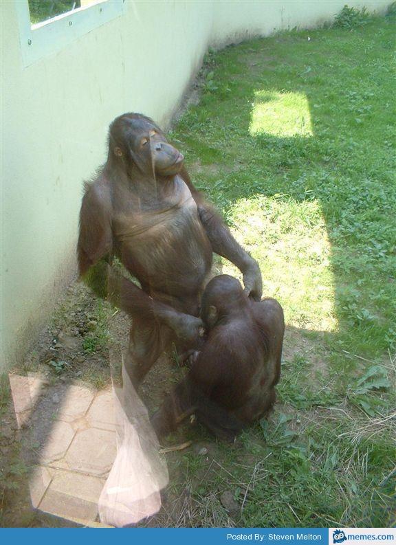 monkeyblow Blank Meme Template