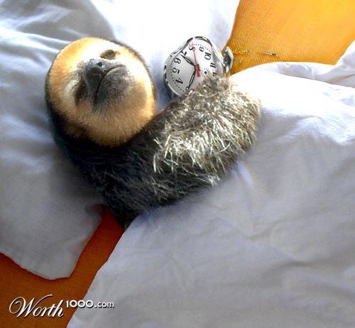 High Quality Bed Ridden Sloth Blank Meme Template