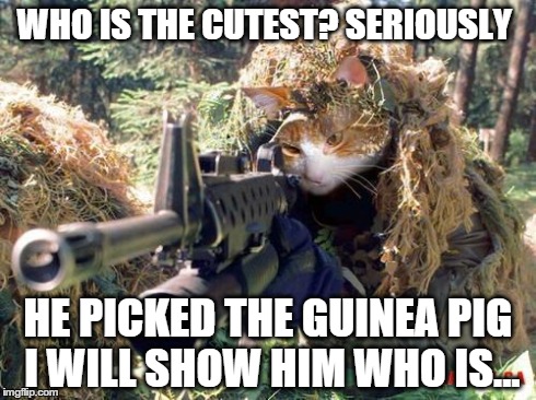 WHO IS THE CUTEST? SERIOUSLY  HE PICKED THE GUINEA PIG I WILL SHOW HIM WHO IS... | image tagged in sniper_cat3,cats | made w/ Imgflip meme maker