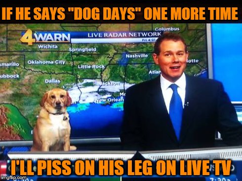 Dog Days of Summer | IF HE SAYS "DOG DAYS" ONE MORE TIME I'LL PISS ON HIS LEG ON LIVE TV | image tagged in dog,weather | made w/ Imgflip meme maker