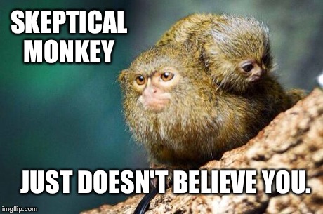 Skeptical Monkey. | SKEPTICAL MONKEY  JUST DOESN'T BELIEVE YOU. | image tagged in skeptical monkey | made w/ Imgflip meme maker