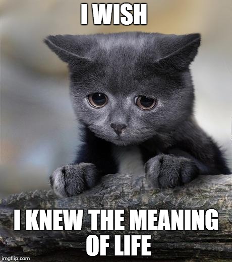 Confession Cat | I WISH  I KNEW THE MEANING OF LIFE | image tagged in confession cat | made w/ Imgflip meme maker