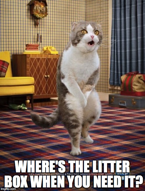 Gotta Go Cat | WHERE'S THE LITTER BOX WHEN YOU NEED IT? | image tagged in memes,gotta go cat | made w/ Imgflip meme maker