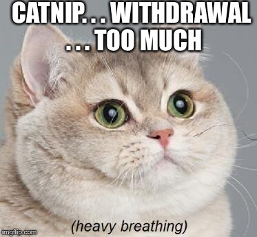 Heavy Breathing Cat Meme | CATNIP. . . WITHDRAWAL . . . TOO MUCH | image tagged in memes,heavy breathing cat | made w/ Imgflip meme maker