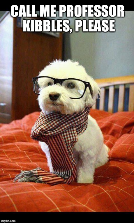 Intelligent Dog Meme | CALL ME PROFESSOR KIBBLES, PLEASE | image tagged in memes,intelligent dog | made w/ Imgflip meme maker