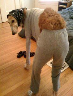 dogs wearing clothes