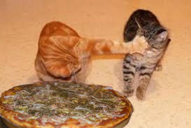 High Quality gatos tomate loco pizza Blank Meme Template
