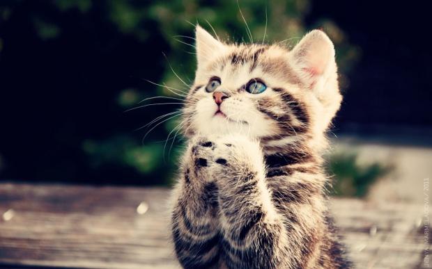 Praying Kitty Blank Meme Template