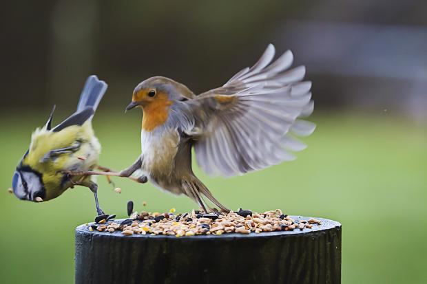 SEEDS BIRD Blank Meme Template