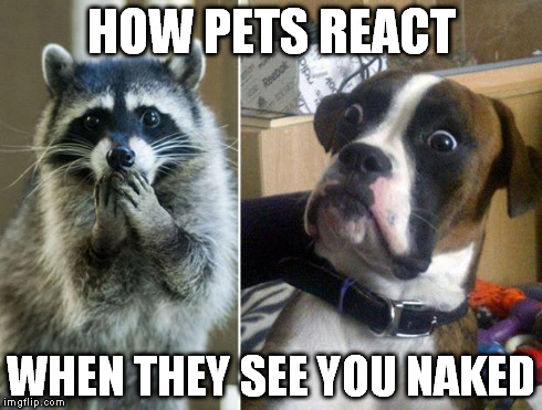 LOL! | HOW PETS REACT WHEN THEY SEE YOU NAKED | image tagged in omg | made w/ Imgflip meme maker