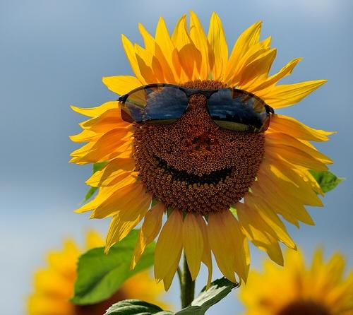 Cool sunflower Blank Meme Template