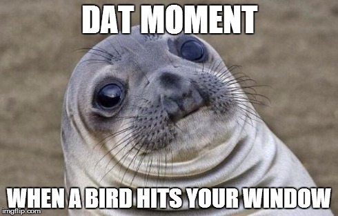 Awkward Moment Sealion Meme | DAT MOMENT WHEN A BIRD HITS YOUR WINDOW | image tagged in memes,awkward moment sealion | made w/ Imgflip meme maker