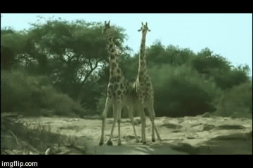 xD | image tagged in gifs,funny,animals,giraffes | made w/ Imgflip video-to-gif maker