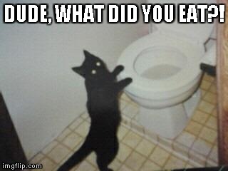 DUDE, WHAT DID YOU EAT?! | image tagged in spooky the cat meme | made w/ Imgflip meme maker