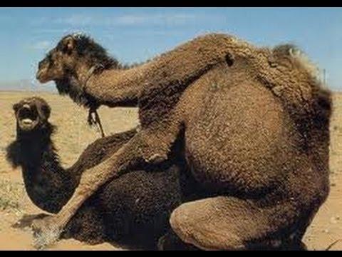 camels Blank Meme Template