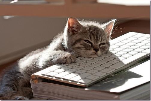 Bored Keyboard Cat Blank Meme Template