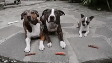 Ha ha ha  | image tagged in gifs,funny,dogs | made w/ Imgflip video-to-gif maker