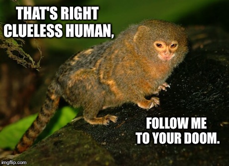 Follow the Monkey. | THAT'S RIGHT CLUELESS HUMAN, FOLLOW ME TO YOUR DOOM. | image tagged in follow the monkey | made w/ Imgflip meme maker