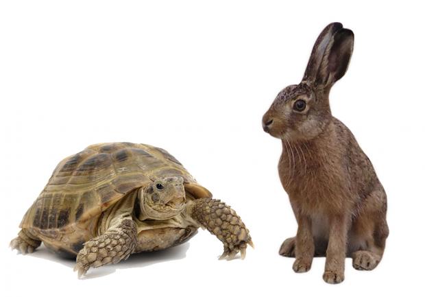 High Quality tortoise hare Blank Meme Template