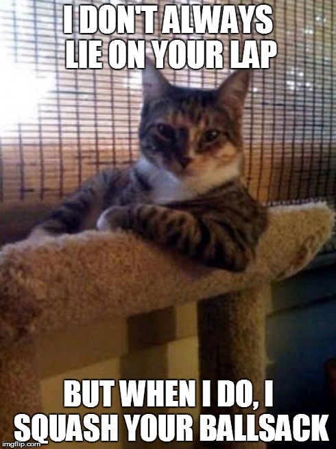 The Most Interesting Cat In The World | I DON'T ALWAYS LIE ON YOUR LAP BUT WHEN I DO, I SQUASH YOUR BALLSACK | image tagged in memes,the most interesting cat in the world | made w/ Imgflip meme maker