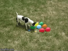 dog and watter ballons | image tagged in gifs,dogs,funny | made w/ Imgflip video-to-gif maker