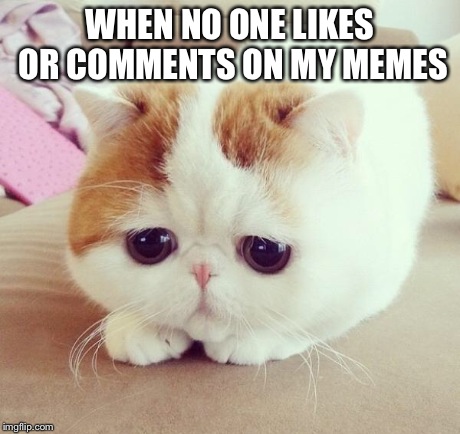 Sad Cat | WHEN NO ONE LIKES OR COMMENTS ON MY MEMES | image tagged in sad cat | made w/ Imgflip meme maker