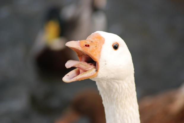 Angry Goose Blank Meme Template