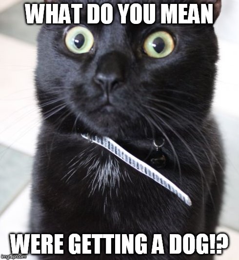Woah Kitty | WHAT DO YOU MEAN WERE GETTING A DOG!? | image tagged in memes,woah kitty | made w/ Imgflip meme maker