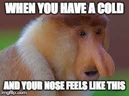 I sneezed 20 times in a row thanks whoever it was in my class that gave me this cold, you helped me beat my own sneezing record  | WHEN YOU HAVE A COLD AND YOUR NOSE FEELS LIKE THIS | image tagged in monkeys,monkey,nose,big,bignose | made w/ Imgflip meme maker