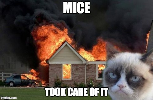 Burn Kitty | MICE TOOK CARE OF IT | image tagged in memes,burn kitty,mice | made w/ Imgflip meme maker