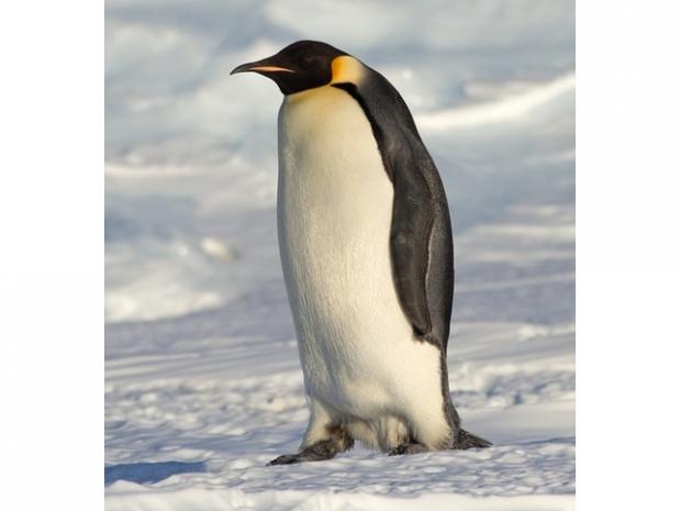 pinguino Blank Meme Template