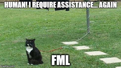 Cat requires human assistance, stat! | HUMAN! I REQUIRE ASSISTANCE... AGAIN FML | image tagged in cat,ass of a cat,you helped me two minutes ago | made w/ Imgflip meme maker
