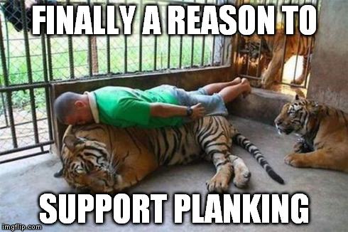 Planking done right | FINALLY A REASON TO SUPPORT PLANKING | image tagged in planking,animals,tiger,funny,dumb | made w/ Imgflip meme maker
