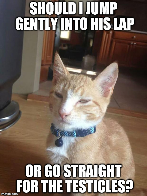 SHOULD I JUMP GENTLY INTO HIS LAP OR GO STRAIGHT FOR THE TESTICLES? | image tagged in fry cat | made w/ Imgflip meme maker