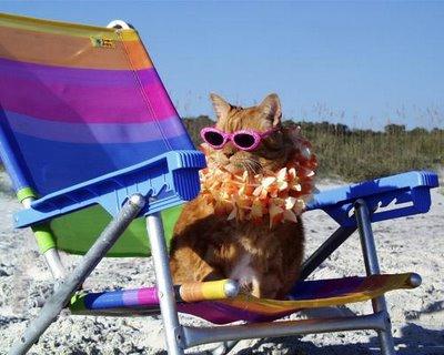 Beach Cat Blank Meme Template