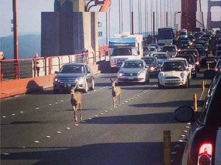 Deer Cross SF Bridge  Blank Meme Template