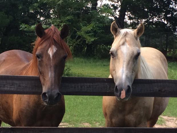 High Quality Horses Blank Meme Template