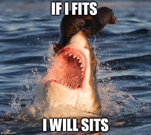 Travelonshark | IF I FITS I WILL SITS | image tagged in memes,travelonshark | made w/ Imgflip meme maker
