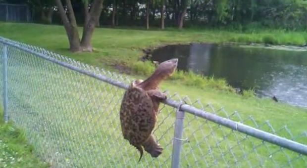 High Quality turtle fence escape Blank Meme Template