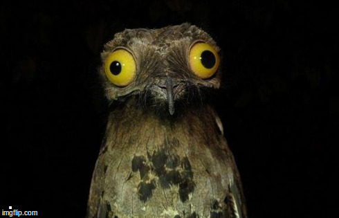 Weird Stuff I Do Potoo Meme | . | image tagged in memes,weird stuff i do potoo | made w/ Imgflip meme maker