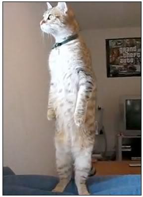 nosy cat standing Blank Template - Imgflip