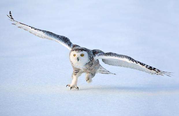 snow owl Blank Meme Template